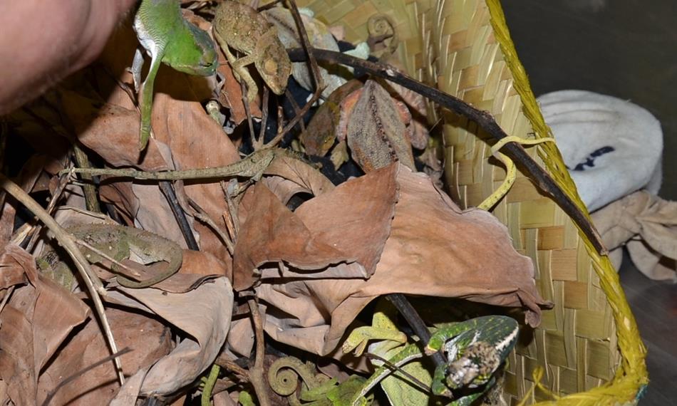 2017-1-10-1251foto 5 CITES.jpg